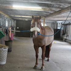 New Forest Engdalens Wendy - min bedste ven <3