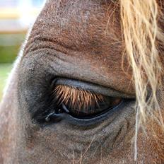 Anden særlig race Birkelund´s Massey
