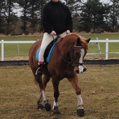 Anden særlig race Birkelund´s Massey