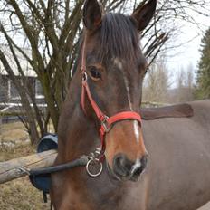 Tysk Sportspony Nixe Noel