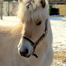 Fjordhest Egebæks Kasio.