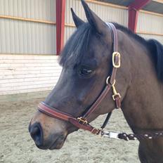 New Forest Løgtholt´s Bastian <3 