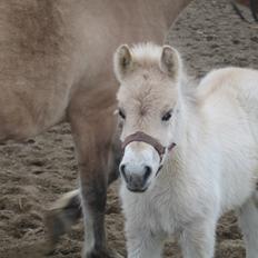 Fjordhest Frida Vårby