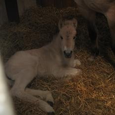Fjordhest Frida Vårby