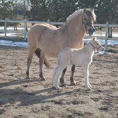 Fjordhest Frida Vårby