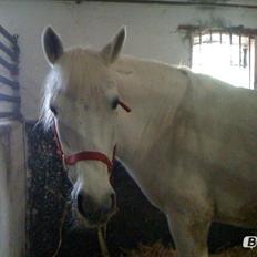 Anden særlig race Tessa <3<3