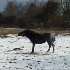 Anden særlig race Bella