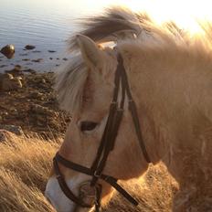 Fjordhest Blitten Mose <3