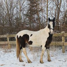 Anden særlig race Sunrise