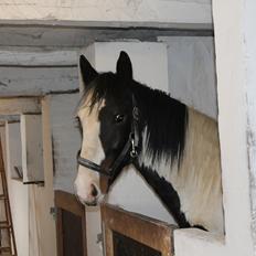 Anden særlig race Sunrise