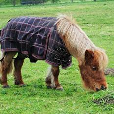 Miniature Lukas Bro af Stengaarden<3