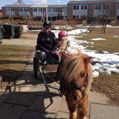 Miniature Lukas Bro af Stengaarden<3