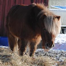 Miniature Lukas Bro af Stengaarden<3