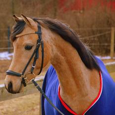 Welsh Partbred (Sec F) Magnifique *SOLGT*