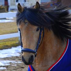 Welsh Partbred (Sec F) Magnifique *SOLGT*