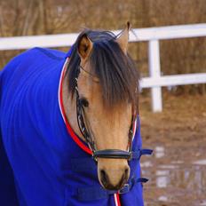 Welsh Partbred (Sec F) Magnifique *SOLGT*