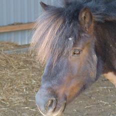 Shetlænder Pippi (Pippi Langstrømpe)