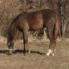 Anden særlig race Turbo-Nova