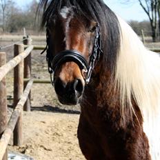 Welsh Cob (sec D) / Pinto - Skovbjerggårds Lukas (SOLGT)