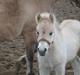Fjordhest Frida Vårby