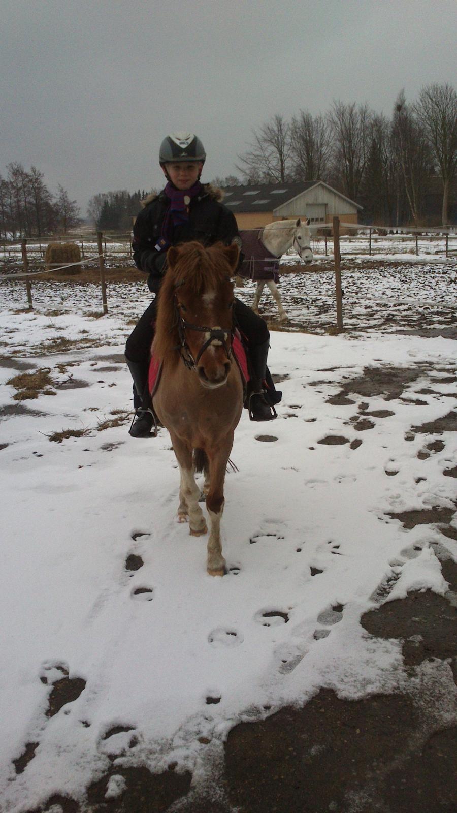 Anden særlig race Bell  (Solgt) billede 12