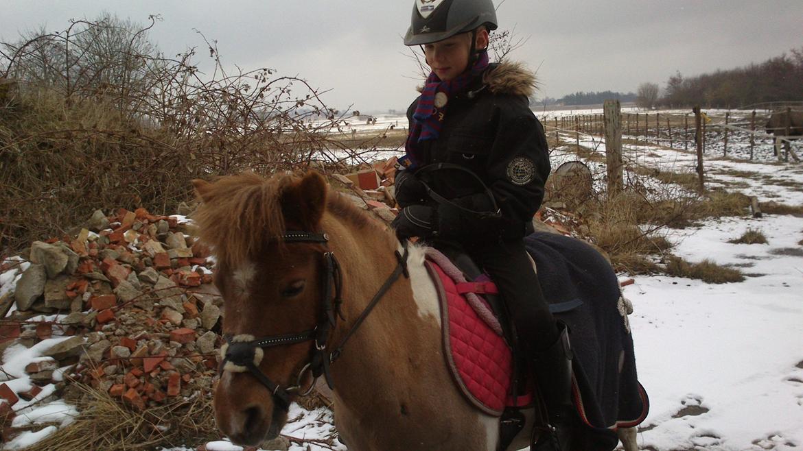 Anden særlig race Bell  (Solgt) billede 13