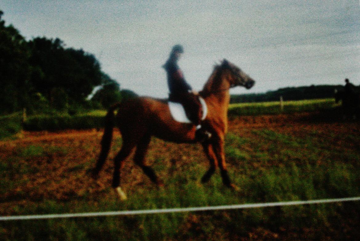 Dansk Varmblod skovvejens Isabella R.I.P - mor og isabella  billede 20