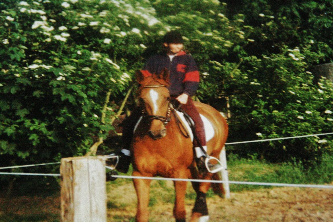 Dansk Varmblod skovvejens Isabella R.I.P billede 12