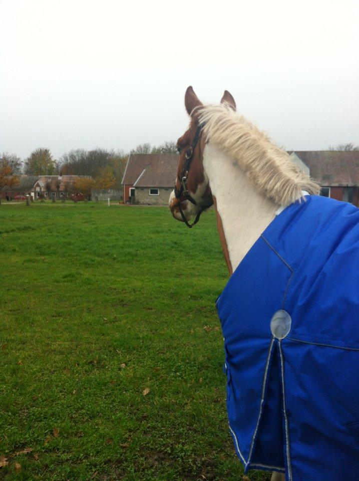 Pinto Indurain Delight - Den Brogede Skønhed - Den Dag Indurain Kom Hjem :) billede 32