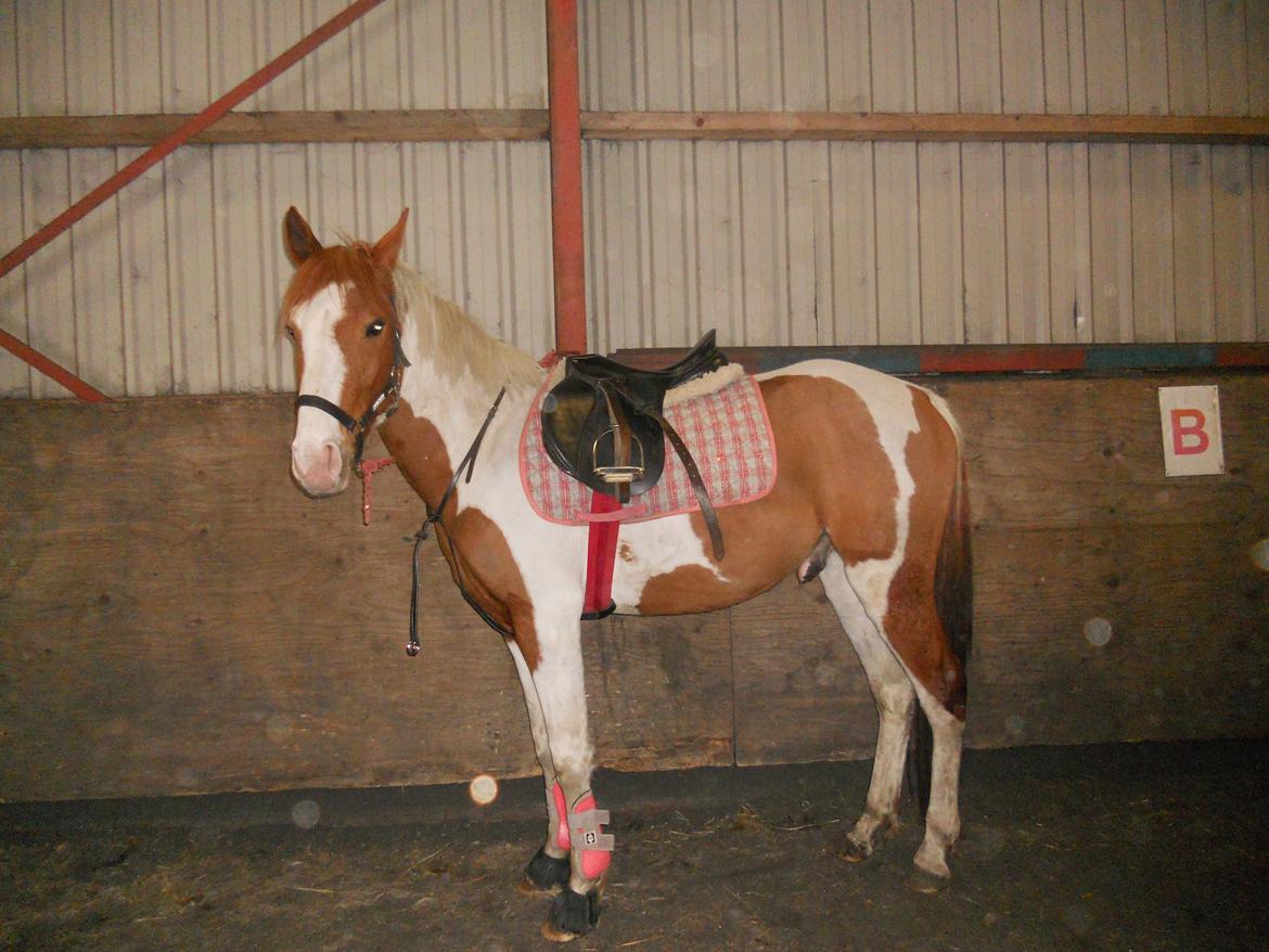 Pinto Indurain Delight - Den Brogede Skønhed billede 48