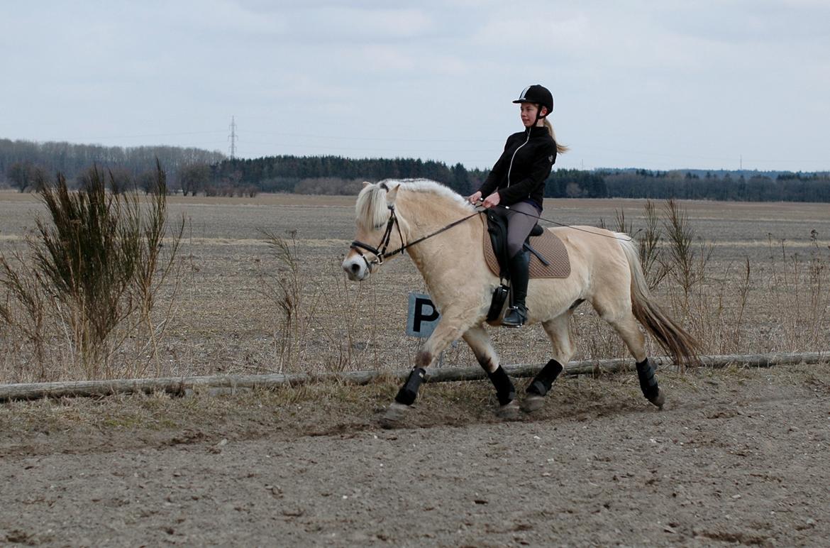 Fjordhest Mølbys Appollon<3 - Dressurtræning d. 29/3 2013 :-) billede 4