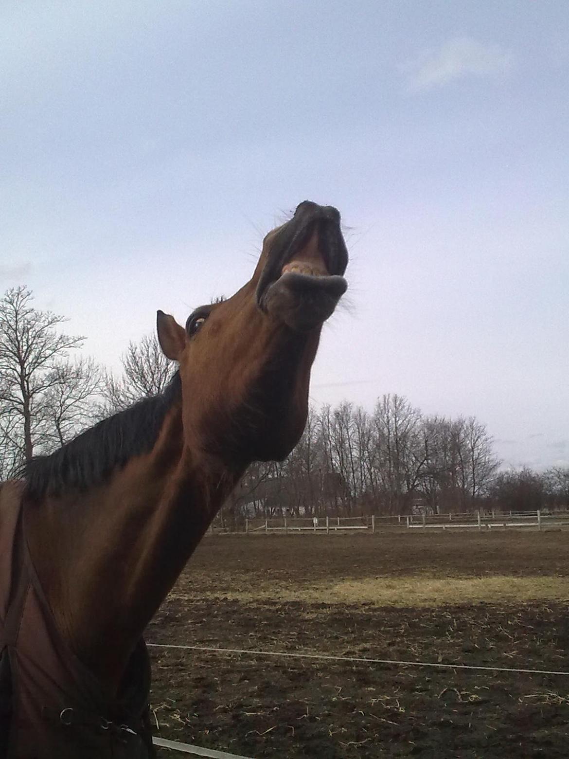 Holstener Calli Calli billede 6