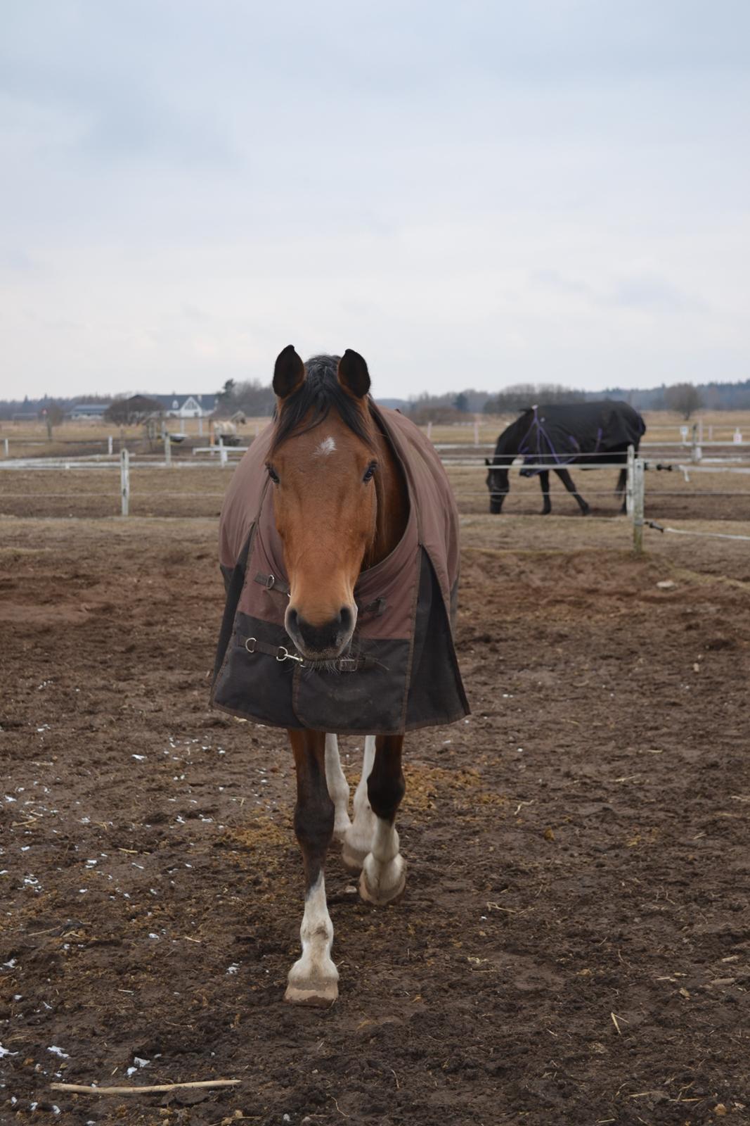 Holstener Calli Calli billede 7