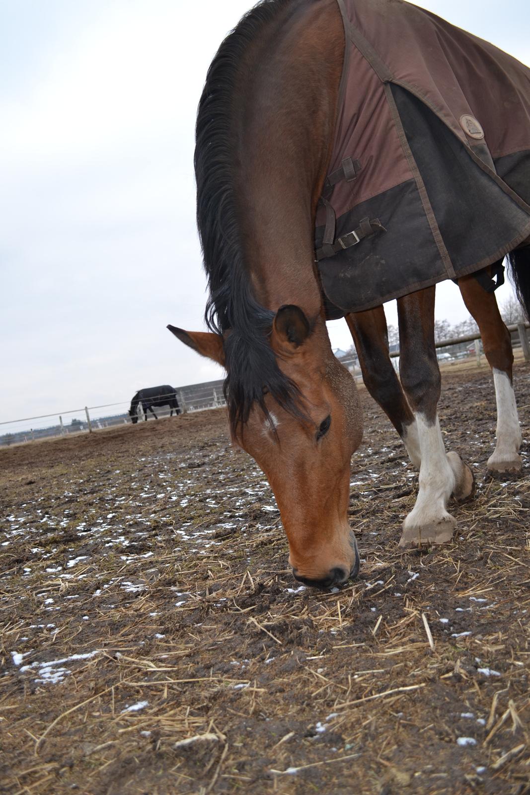 Holstener Calli Calli billede 8