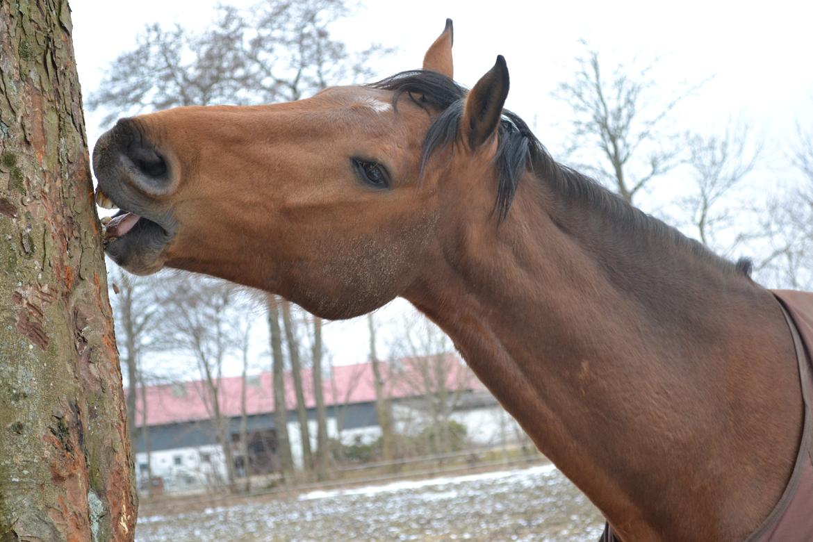 Holstener Calli Calli billede 9