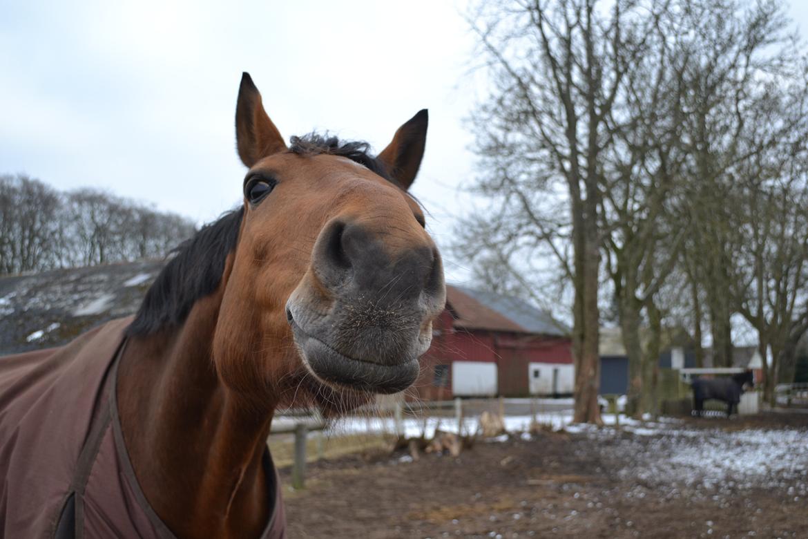 Holstener Calli Calli billede 10