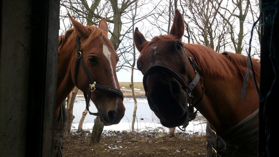 Frederiksborg Dandi Fuglebjerg billede 7