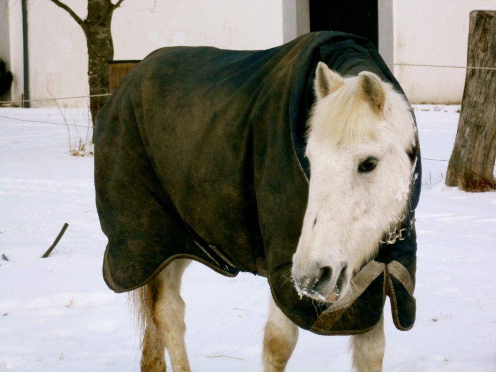 Anden særlig race Junker <3 - Junker på folden 2013<3 billede 7