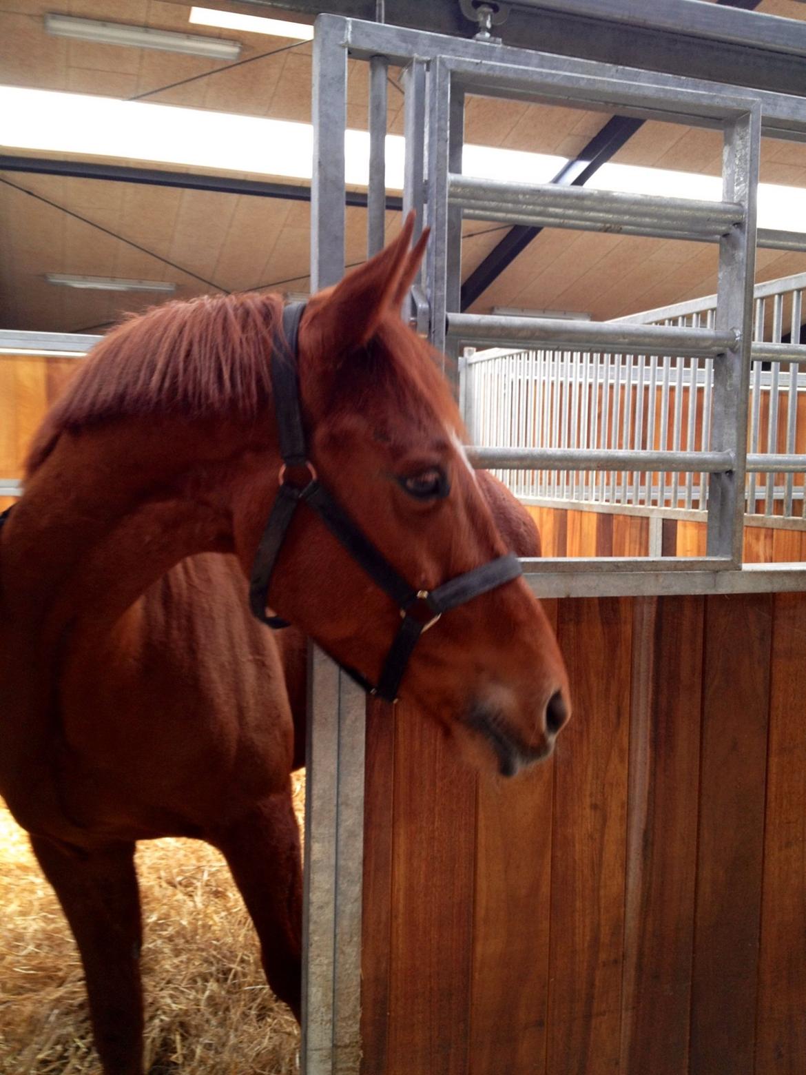 Anden særlig race Ratata <3 - Udforsker det nye sted <3 billede 16