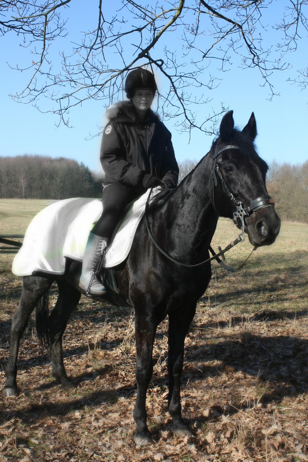 Traver Top gun (Himmelhest. Hvil i fred min engel) billede 4