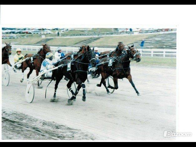 Traver Top gun (Himmelhest. Hvil i fred min engel) - (Dette billed tilhøre ikke mig) billede 5