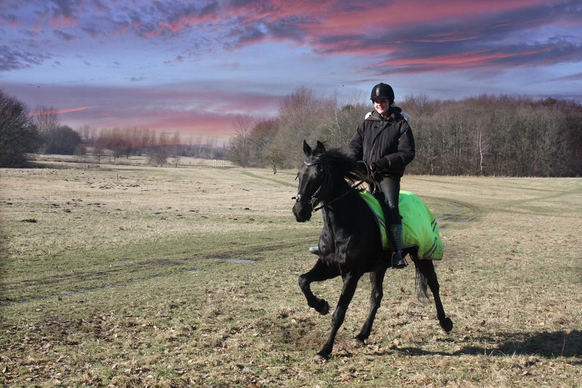 Traver Top gun (Himmelhest. Hvil i fred min engel) - Topper. <3 billede 3