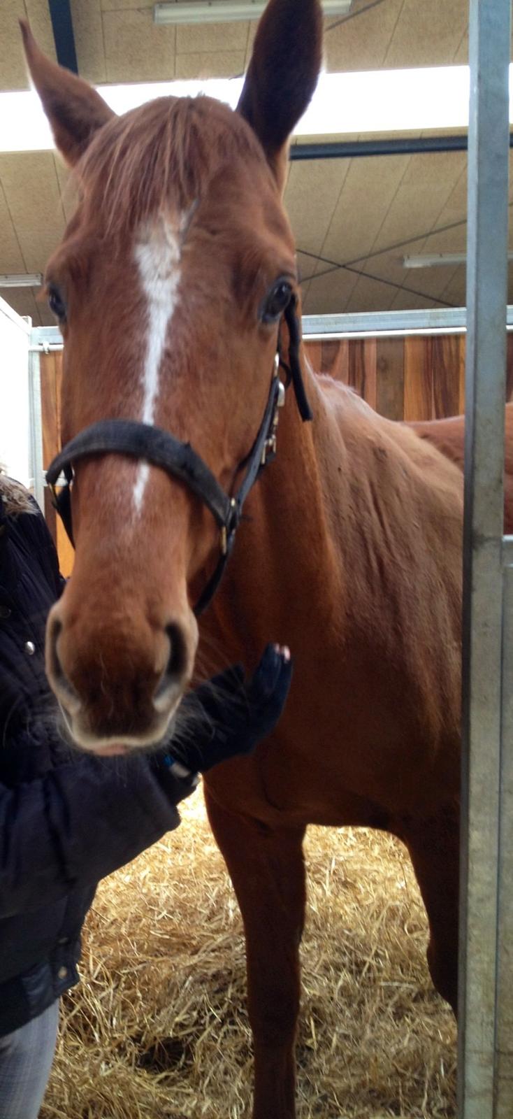 Anden særlig race Ratata <3 - "er jeg ikke sød?" <3 billede 18