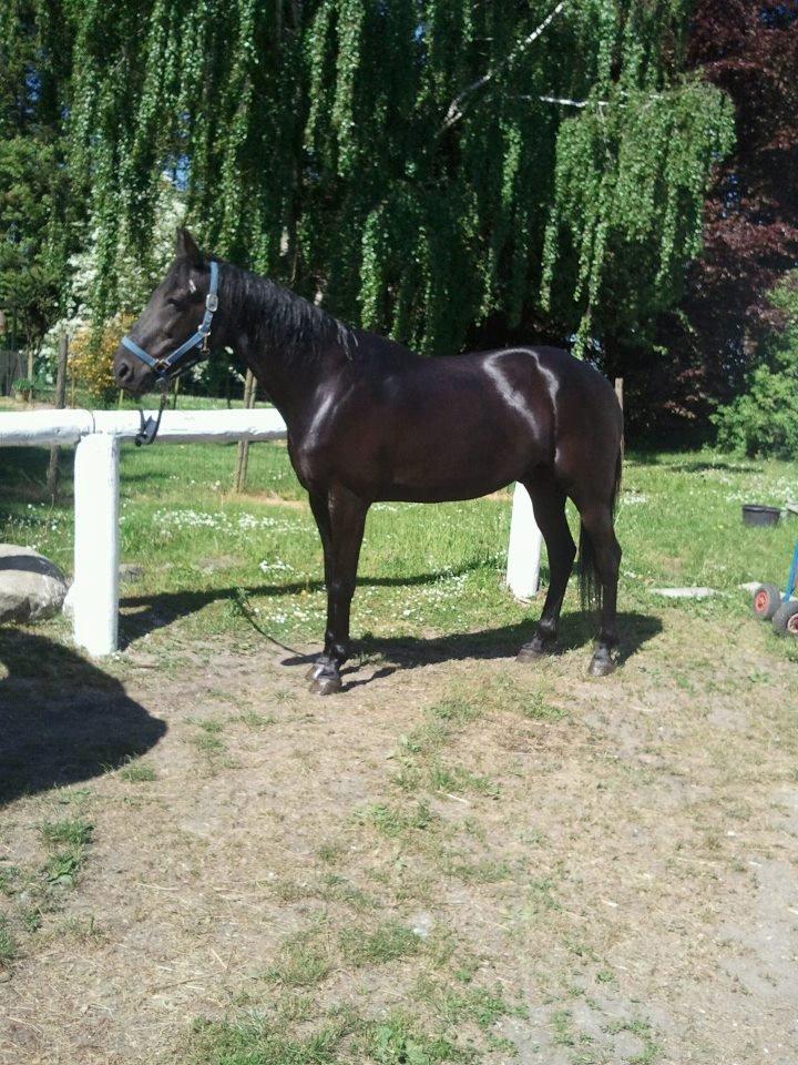 Traver Top gun (Himmelhest. Hvil i fred min engel) - (DETTE BILLED TILHØRE TOPPER'S EJER) billede 6