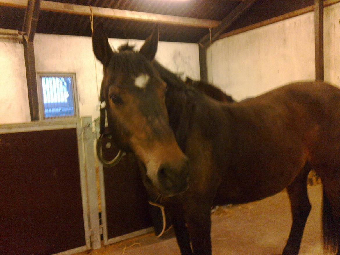 Dansk Varmblod Kasmo |MY EVERYTHING| billede 14