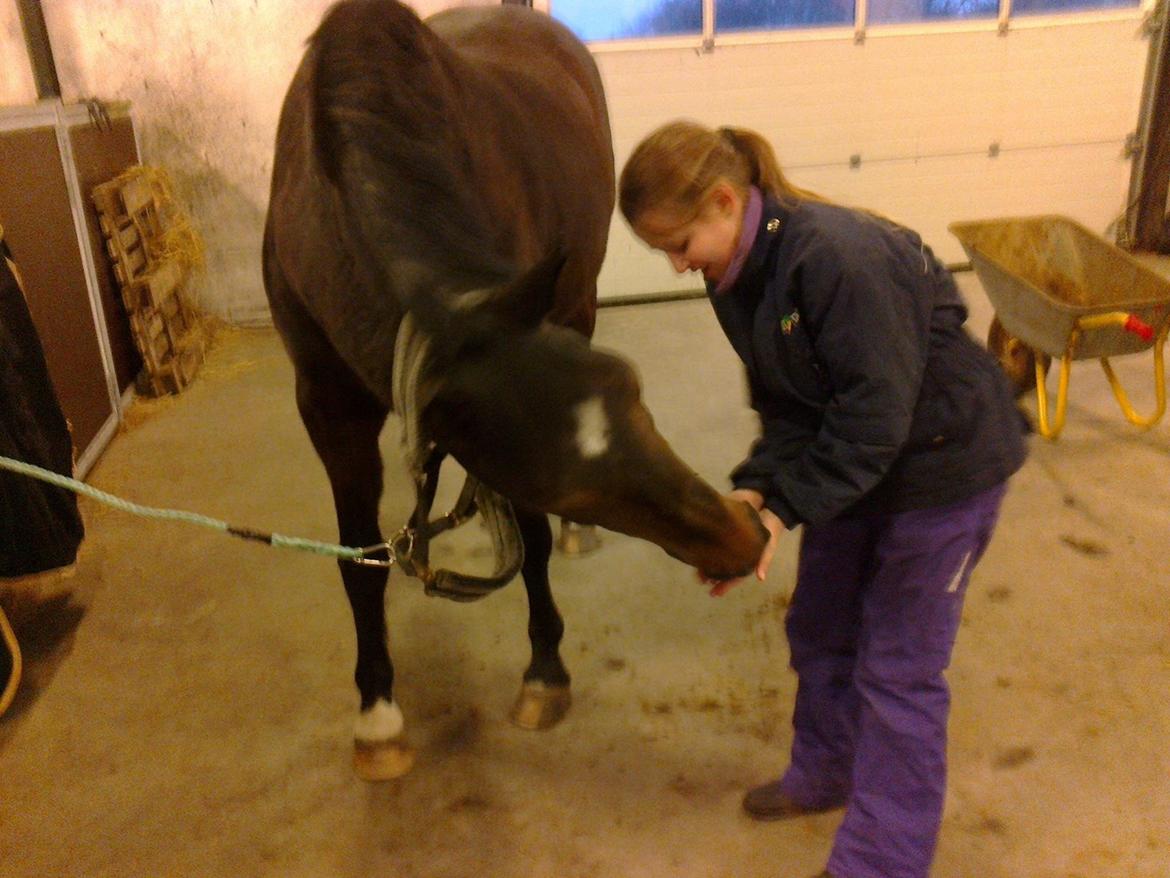 Dansk Varmblod Kasmo |MY EVERYTHING| billede 15
