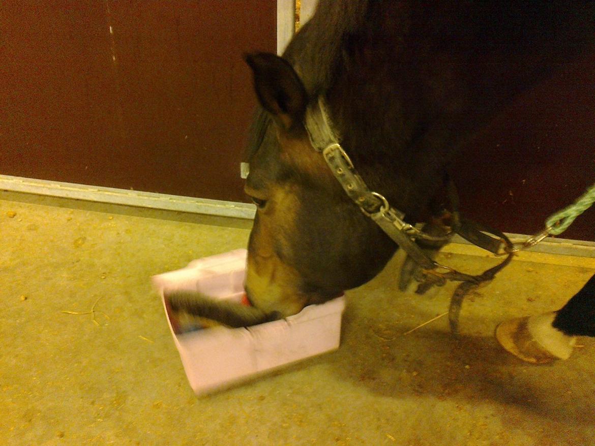 Dansk Varmblod Kasmo |MY EVERYTHING| billede 16