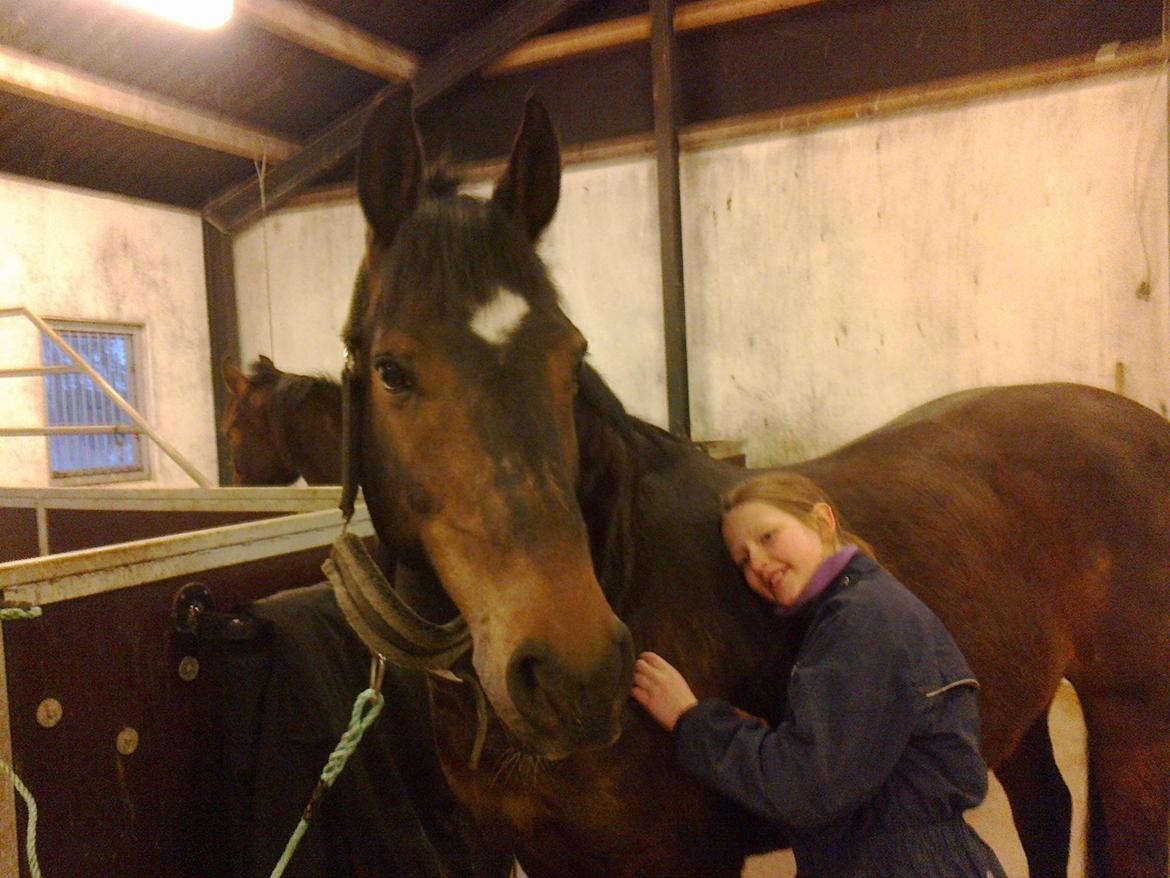 Dansk Varmblod Kasmo |MY EVERYTHING| billede 17