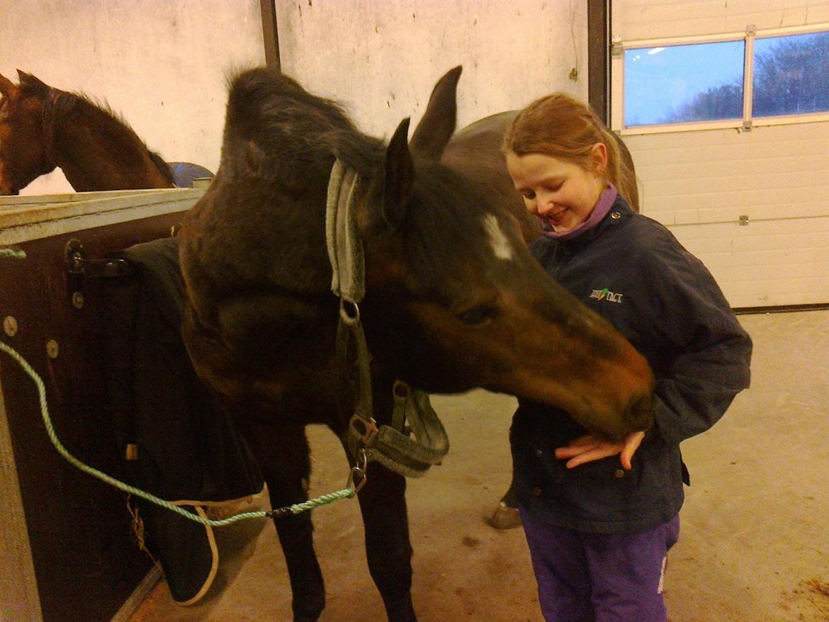 Dansk Varmblod Kasmo |MY EVERYTHING| billede 18