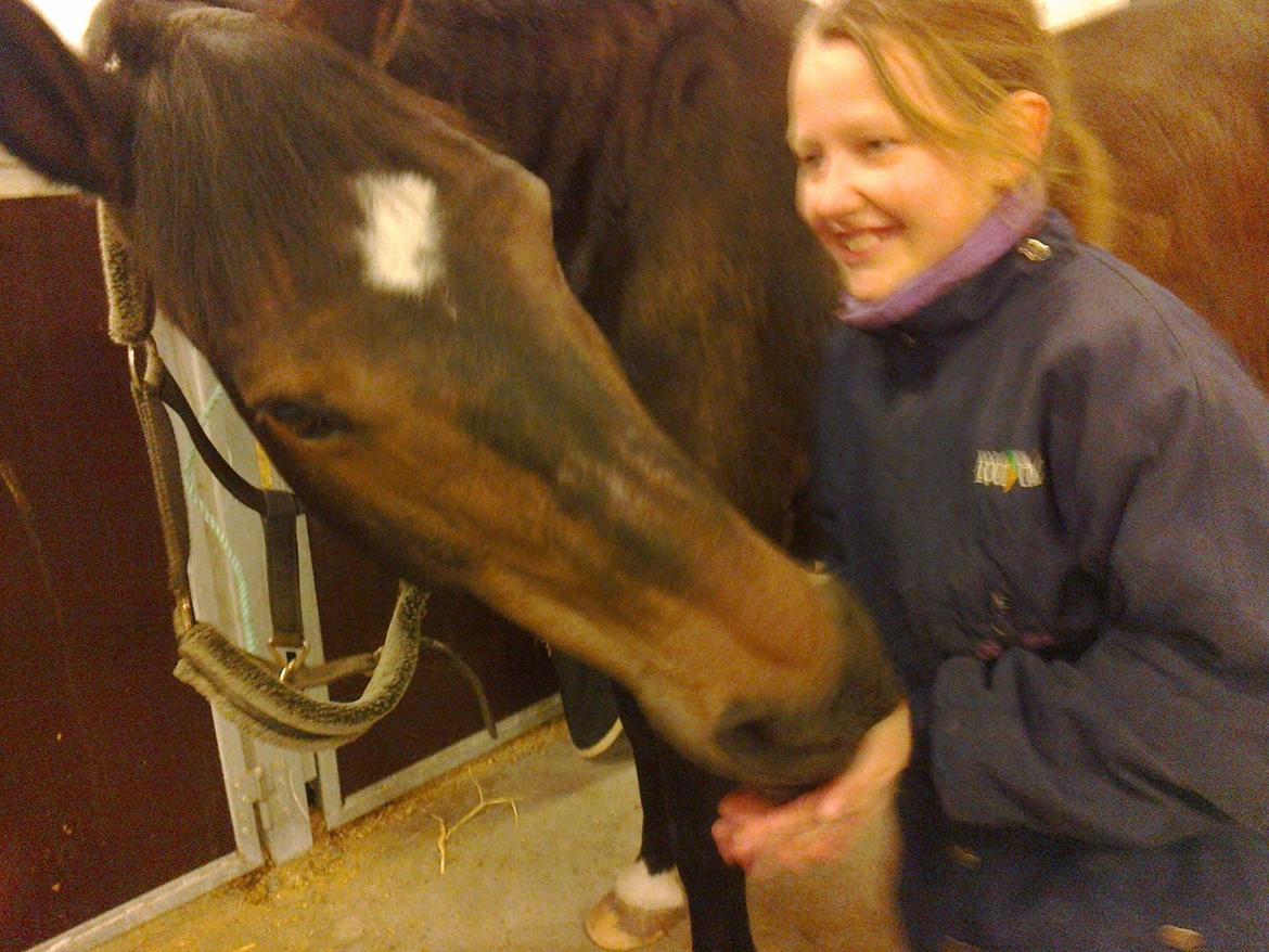 Dansk Varmblod Kasmo |MY EVERYTHING| billede 19